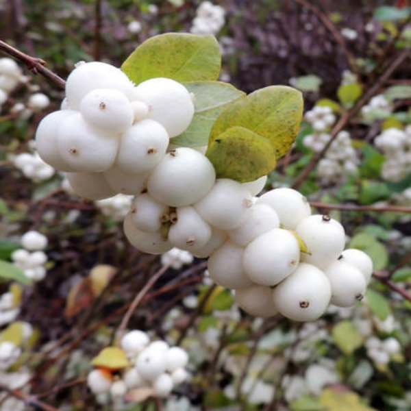 Symphoricarpus 'Hancock' (Snowberry) - Bare root