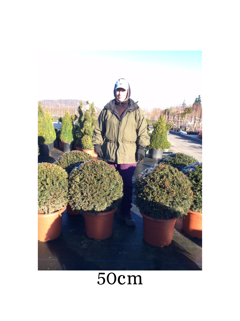 Taxus baccata (Yew) Ball image 3