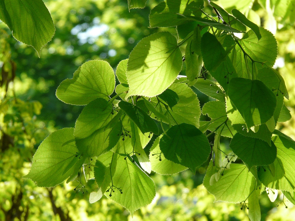 Tilia cordata (Small-leaved Lime) - Bareroot image 0
