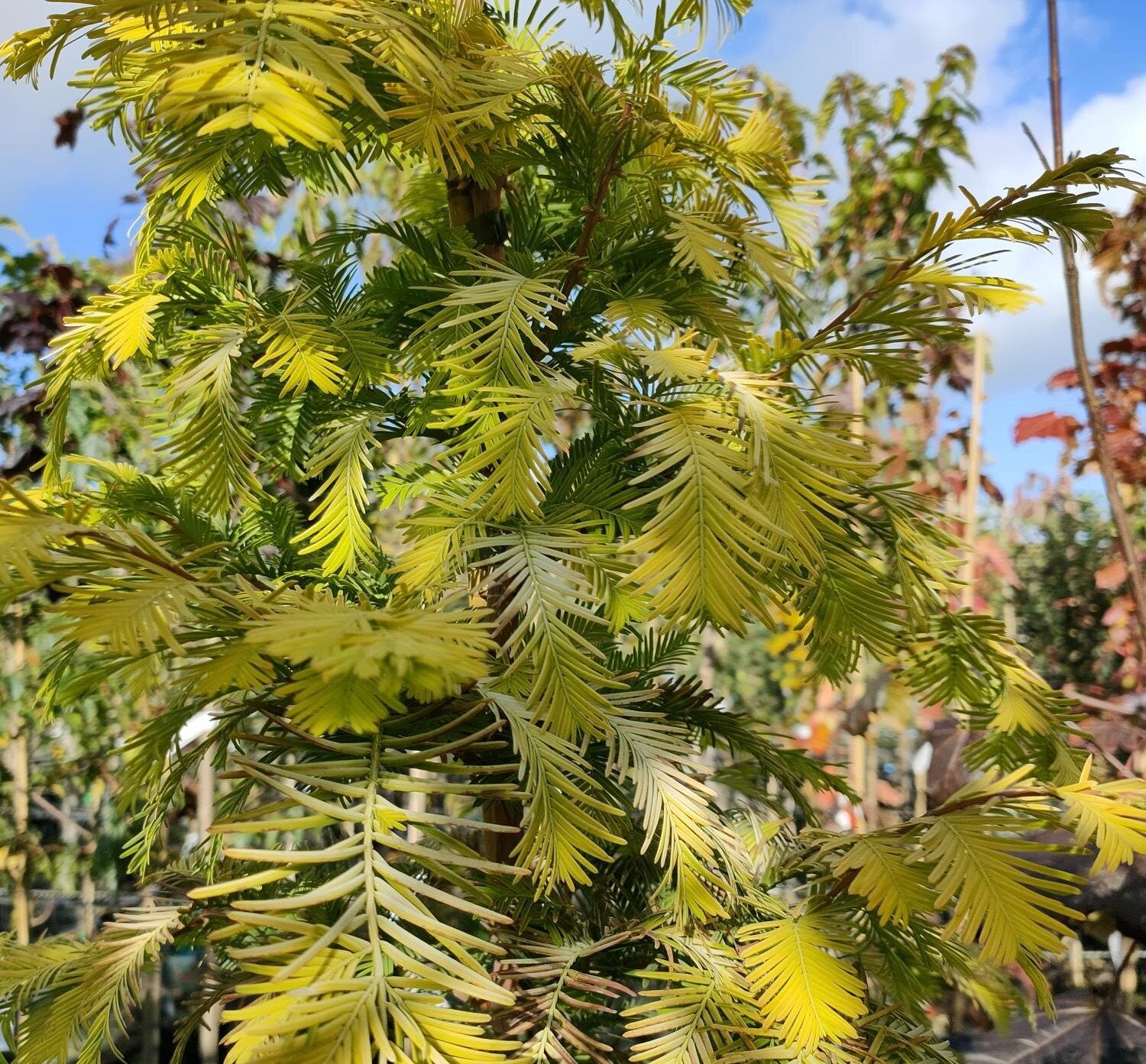 Metasequoia glyptostraboides 'Gold rush' (Golden Dawn redwood) -10L pot image 0