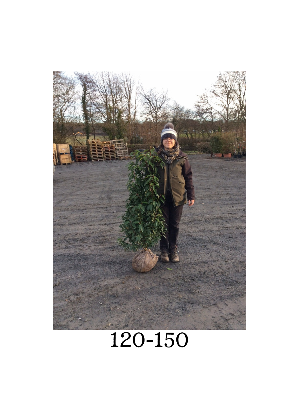 Prunus lusitanica (Portuguese Laurel) - Rootballed image 2