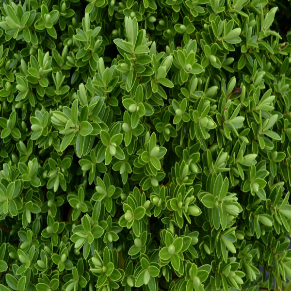 Hebe rakaiensis- Potted image 0