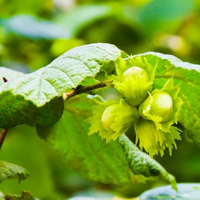 Corylus avellana (Hazel) -  Potted image 0