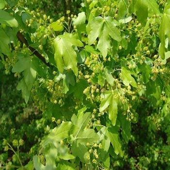 Acer campestre (Field Maple) - Potted image 0