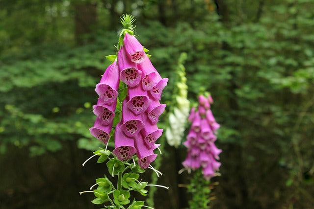 Digitalis purpurea (Foxglove) -2L pot image 0
