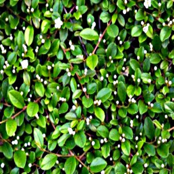 Cotoneaster dammeri -  2L Pot image 0