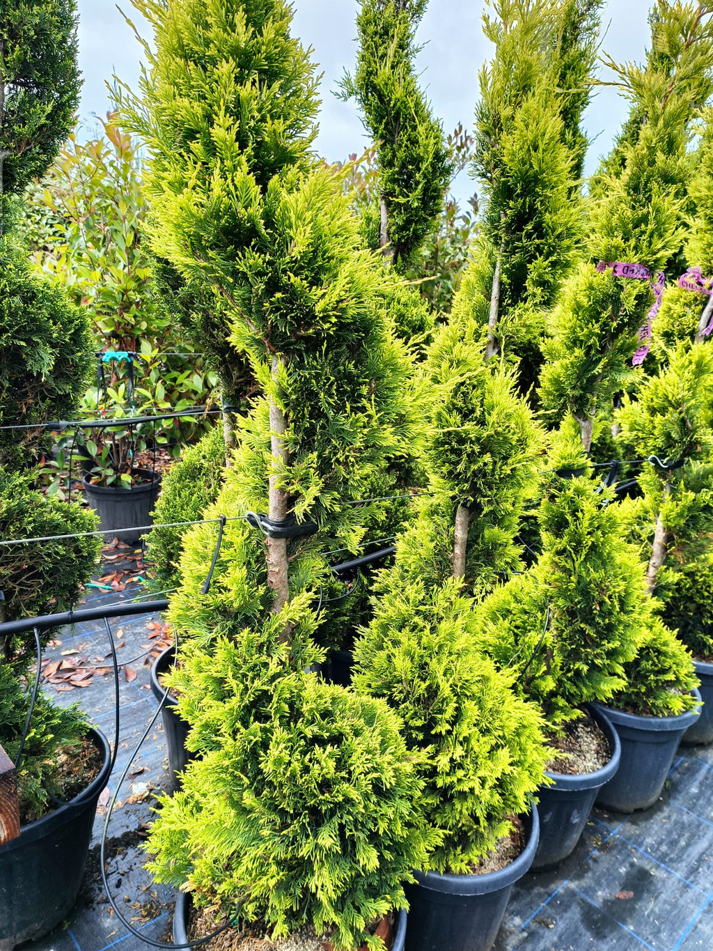 Cupressocyparis 'Gold Rider' Spiral-150-175cm image 0