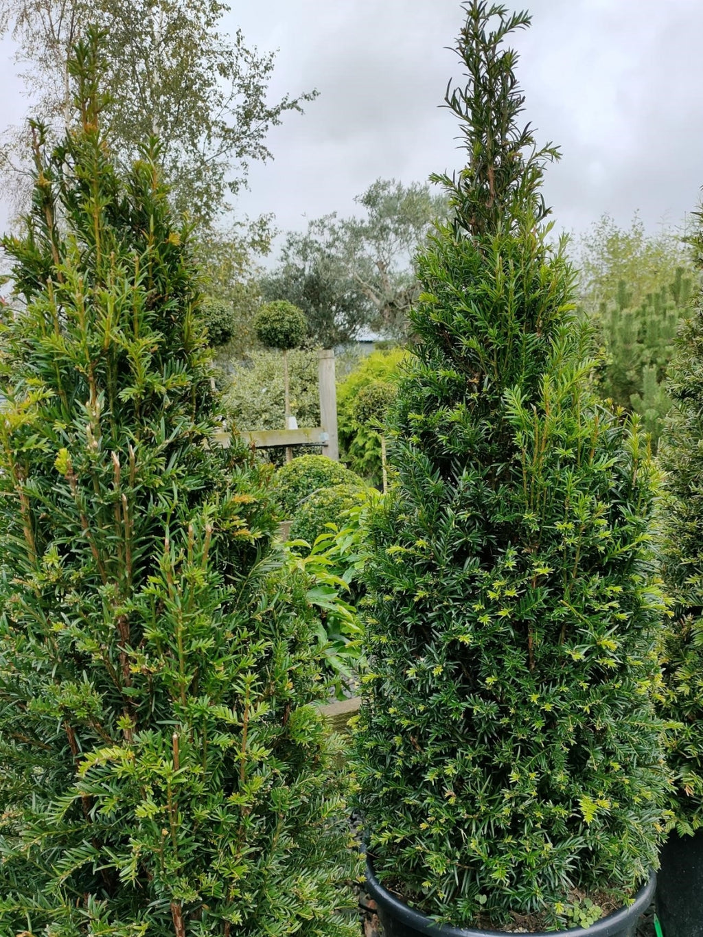 Taxus baccata (Yew) - Cone image 0