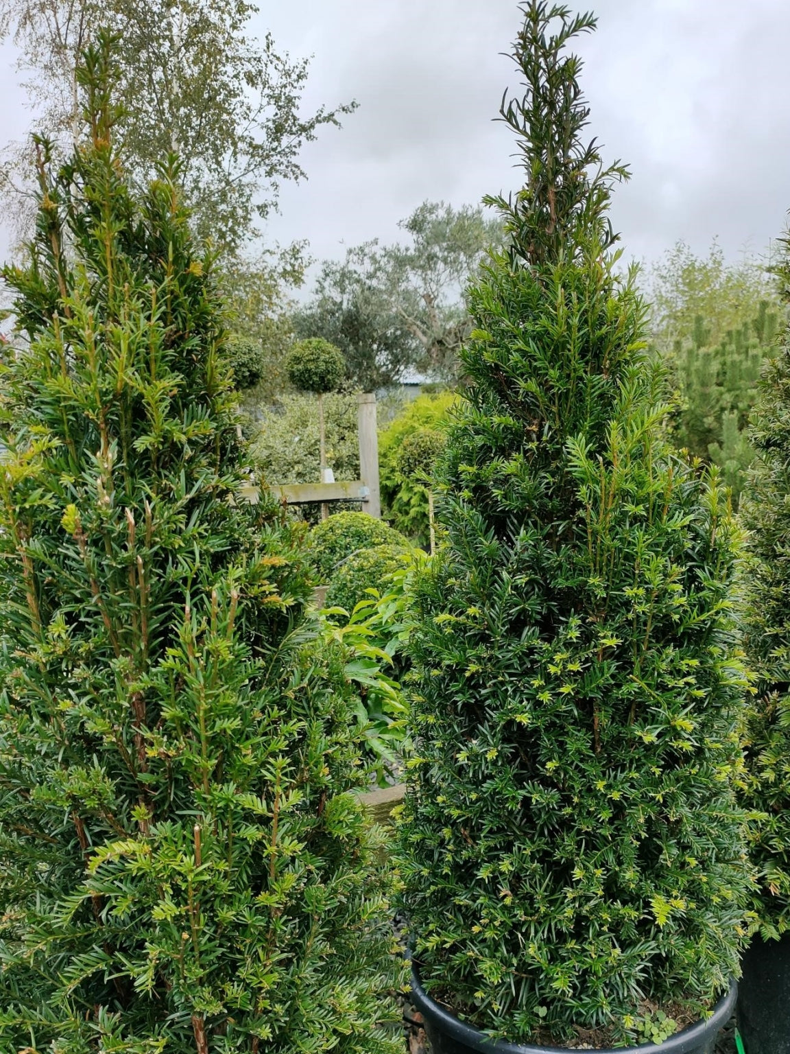 Taxus baccata (Yew) - Cone image 0