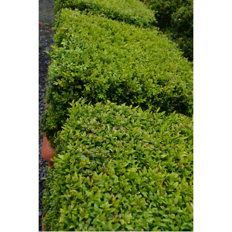 Buxus sempervirens (Box) Cubes image 0