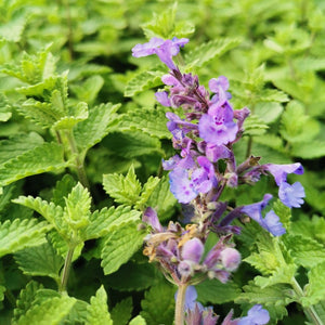 Nepeta racemosa 'Walker's Low' (Catmint)- 2L Pot image 0