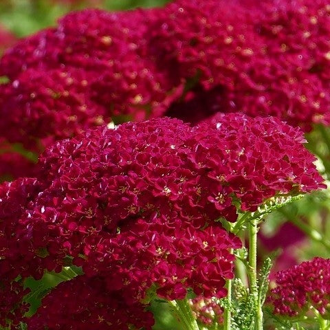 Achillea millefolium 'Summer Pastels'- 2L - Pot image 0