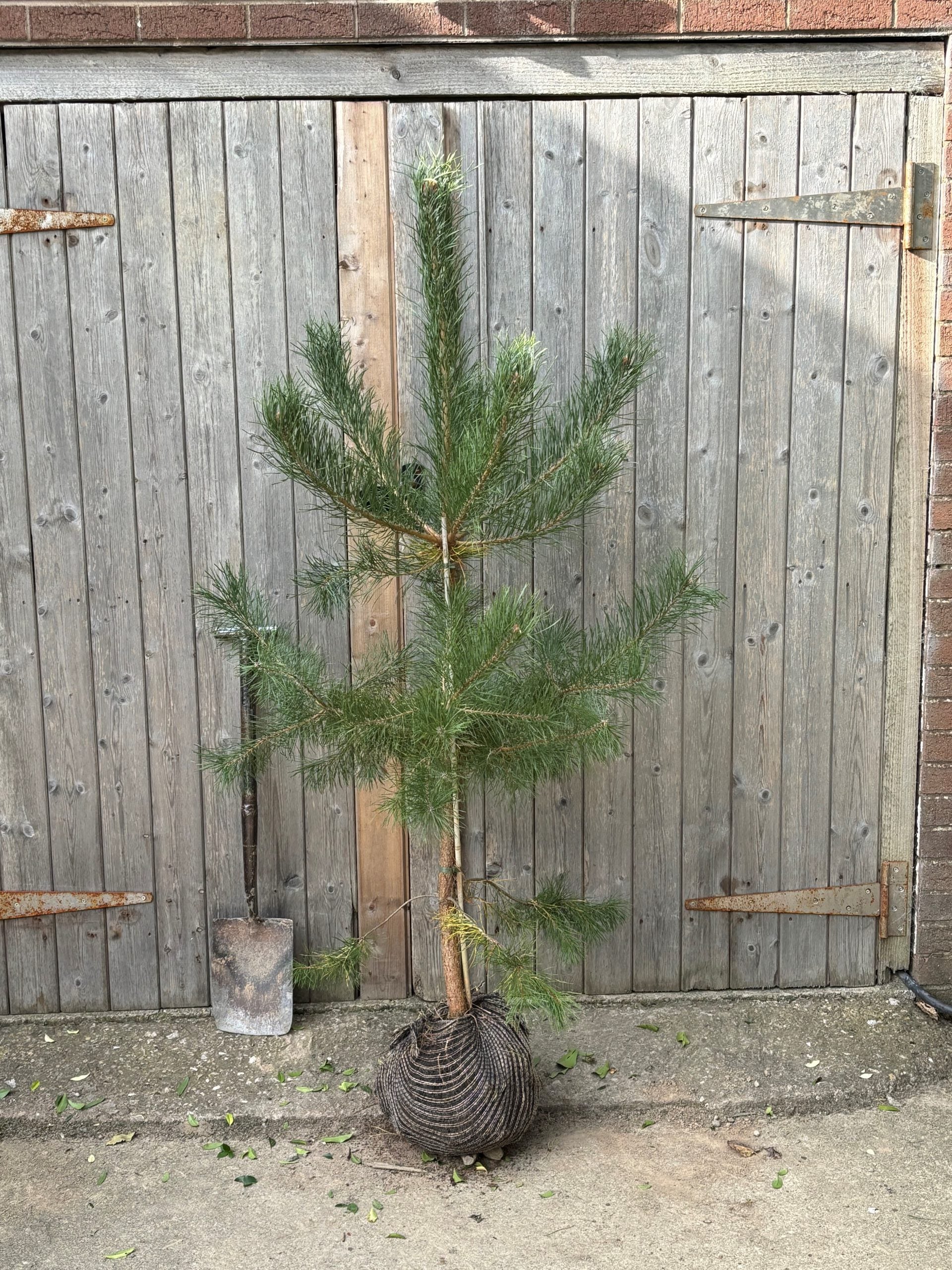 Pinus sylvestris (Scots Pine) -Root Balled -  Available Nov-March image 3