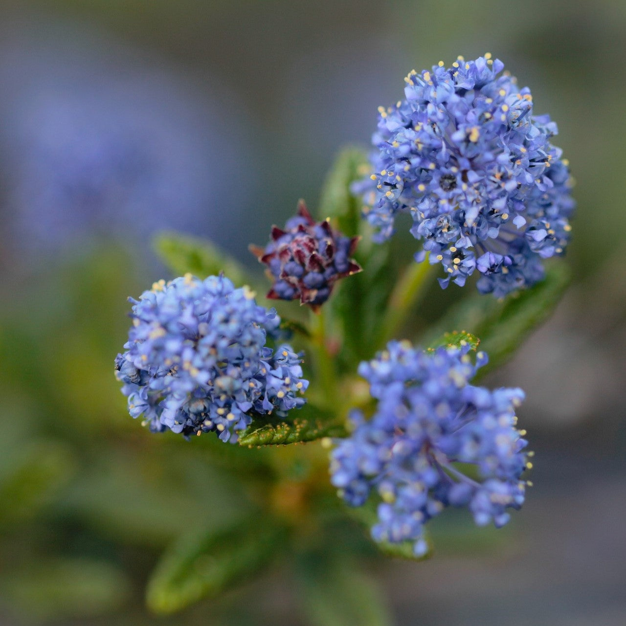 Ceanothus 'Concha' (Califonian Lilac)- 2L Pot image 0
