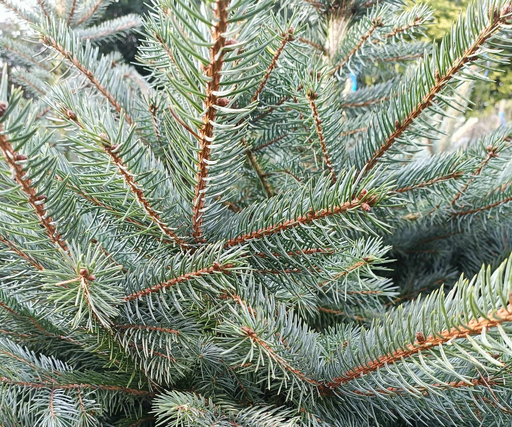 Picea pungens glauca (Blue Spruce) -Root balled image 0