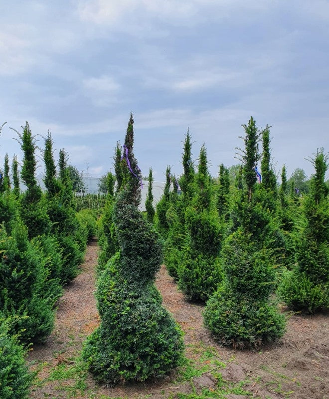 Taxus baccata (Yew) - Spiral image 0