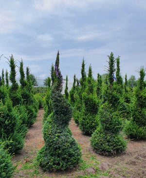 Taxus baccata (Yew) - Spiral image 0
