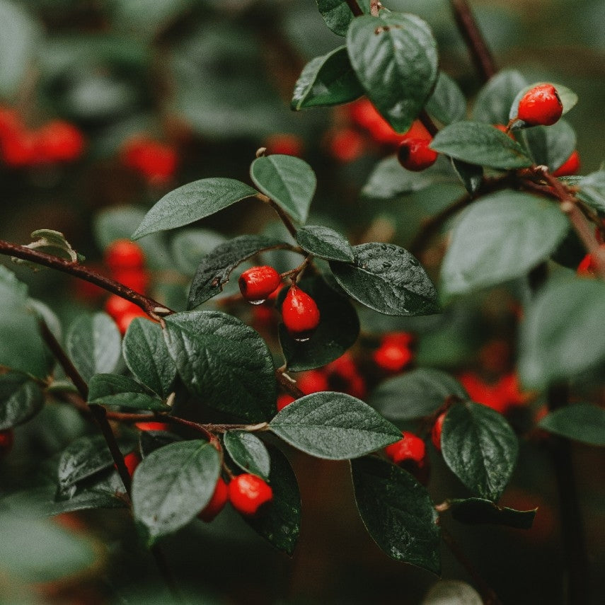 Cotoneaster franchetti - Potted image 0