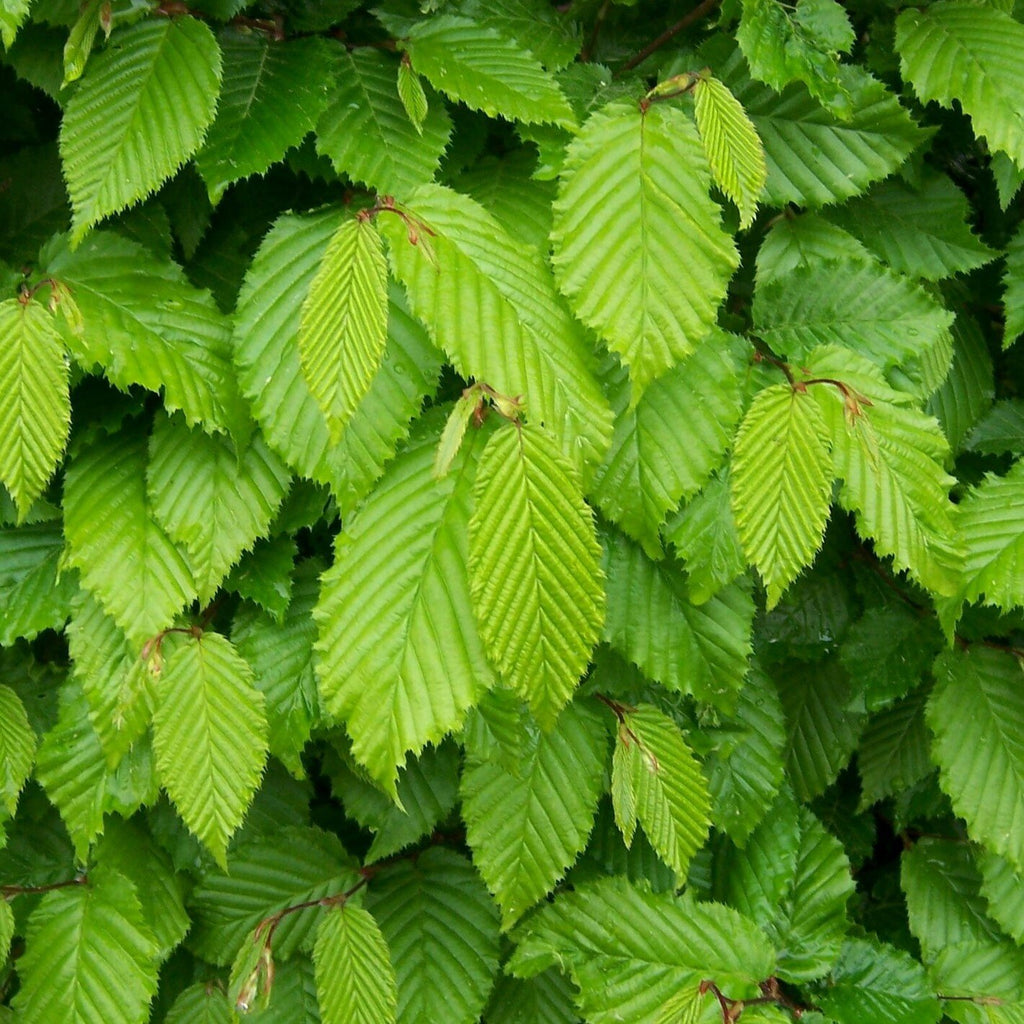 Carpinus betulus (Hornbeam) -Potted image 0