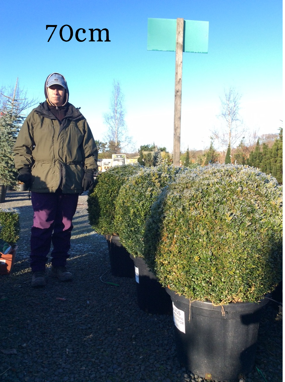 Buxus (Box) Ball image 5