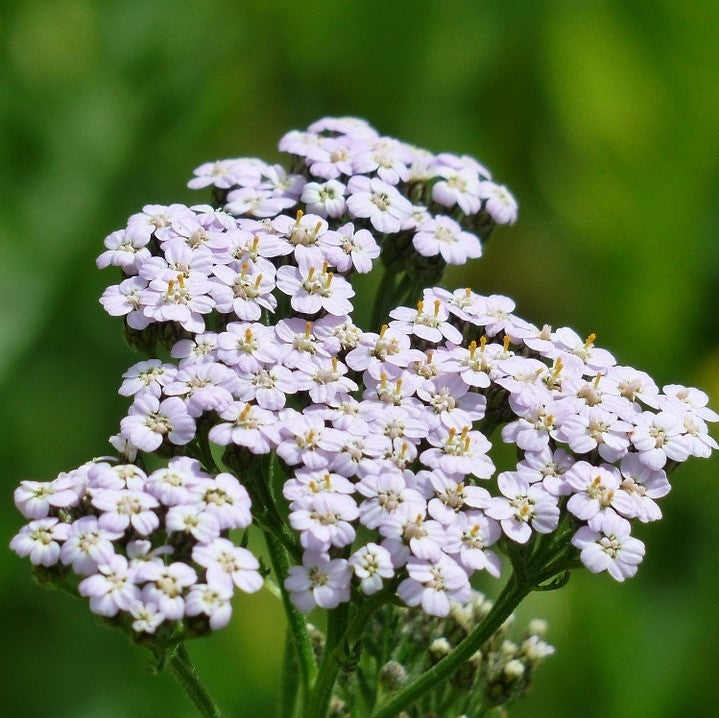 Achillea millefolium (Yarrow)- 2L Pot image 0