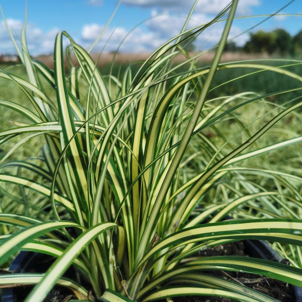 Carex oshim. 'Evergold' - 2L Pot image 0
