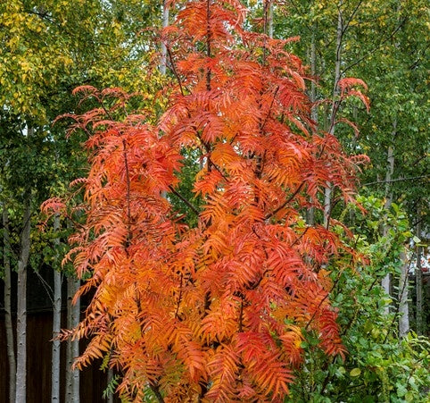 Sorbus alnifolia 'Olympic Flame' 10L pot image 0