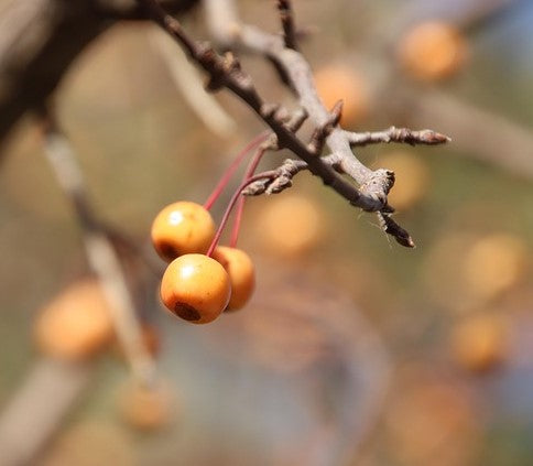 Malus 'Butterball' -10L pot image 1