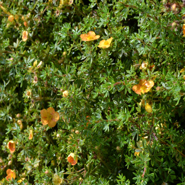 Potentilla 'Tangerine' - 2L Pot - 20cm+ image 0