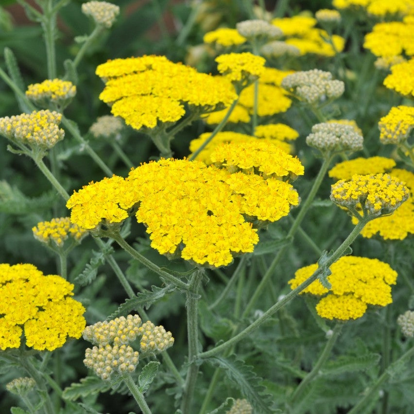 Achillea  'Coronation Gold'(Yarrow) - 2L pot image 0