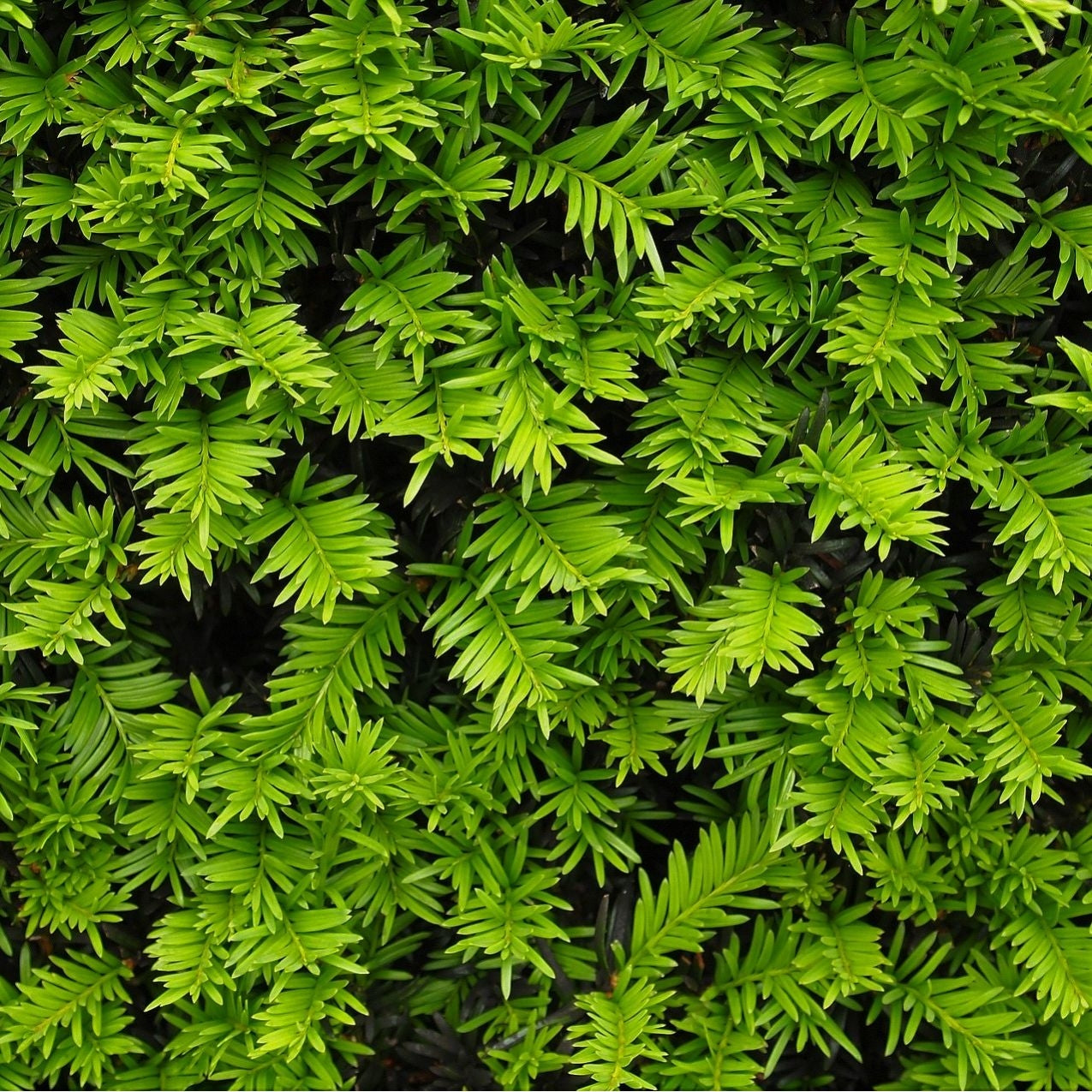 Taxus baccata (Yew) - Rootballed image 0