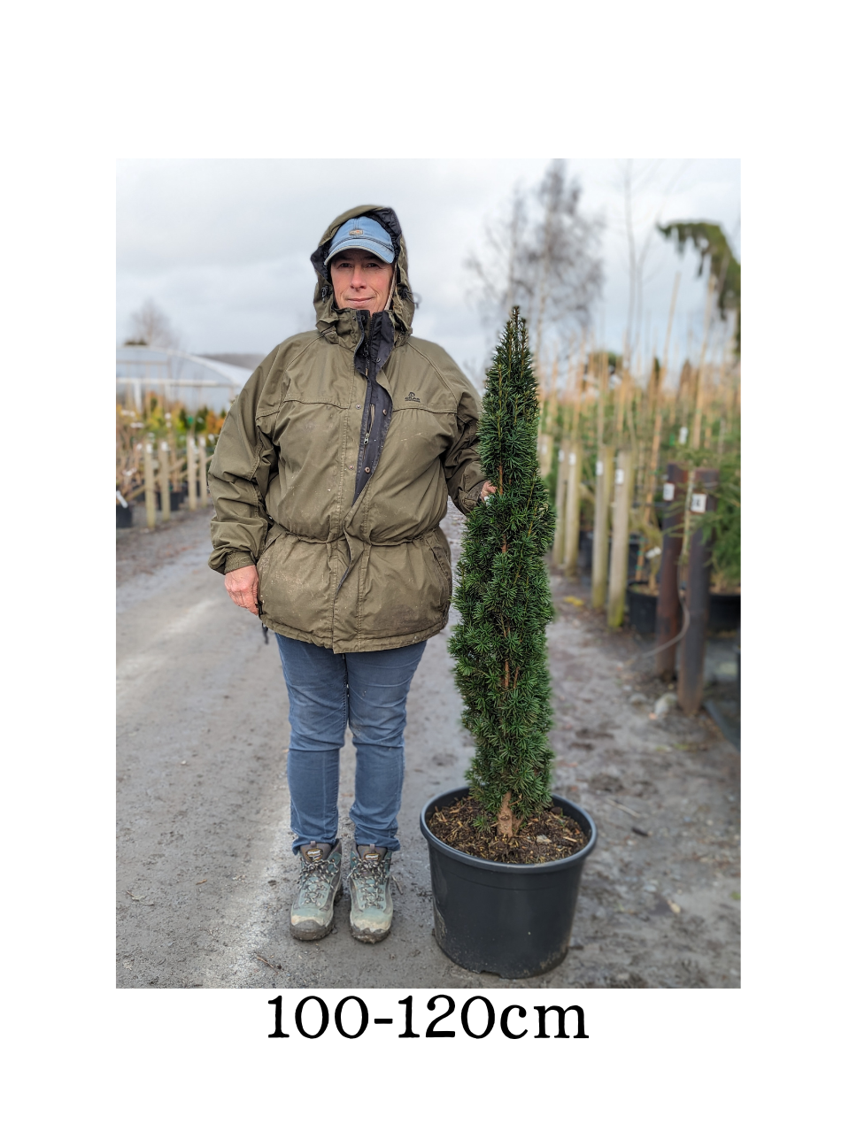 Taxus baccata 'Fastigiata Robusta' (Robust Irish Yew) -Potted image 1