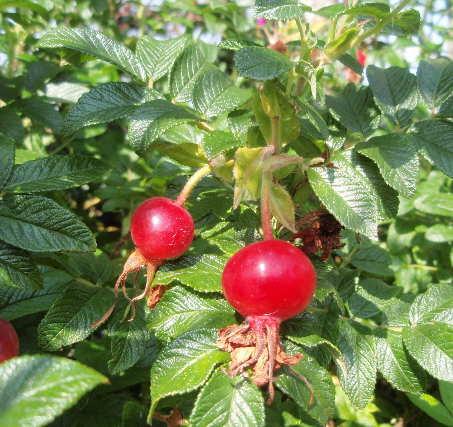 Rosa rugosa - Bareroot image 0