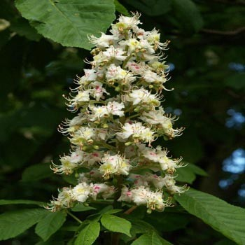 Aesculus hippocastanum (Horse Chestnut) - Bareroot image 0