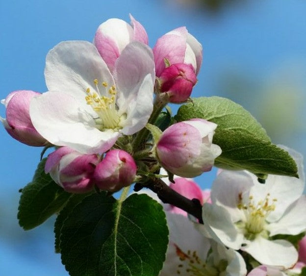 Malus 'Evereste' 10L pot-150-175cm image 0