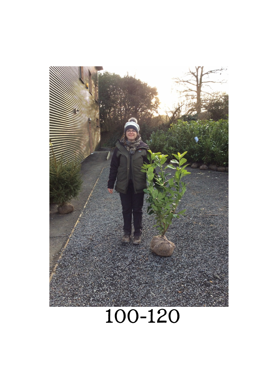 Prunus laurocerasus (Common Laurel) - Rootballed image 1