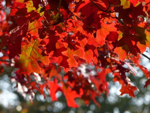 Quercus coccinea 10L pot image 0