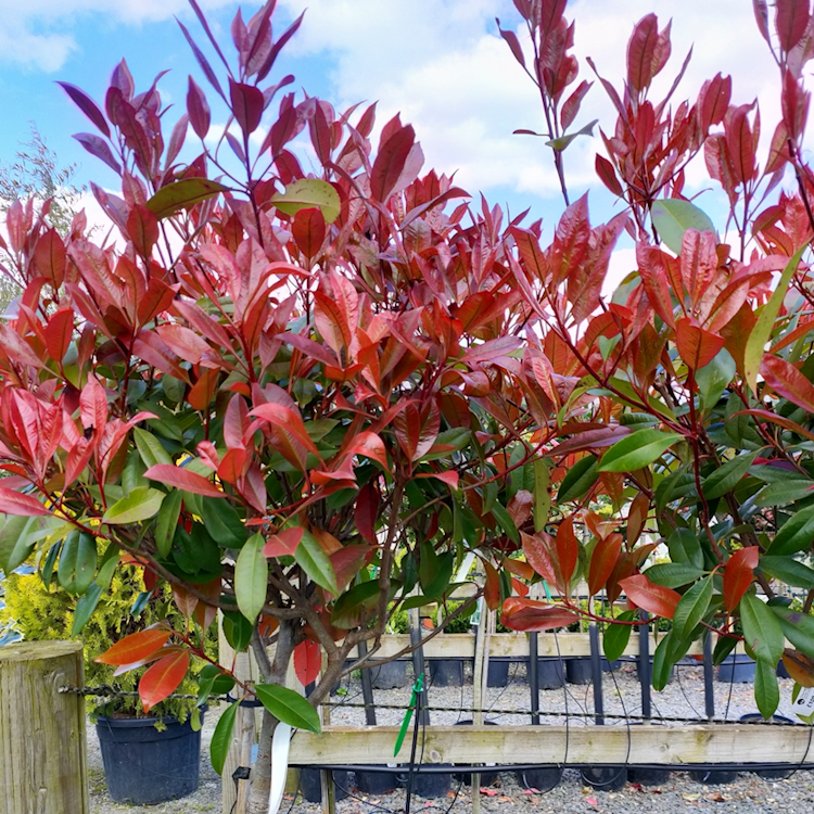 Photinia x fraseri 'Red Robin' -  Clear Stem image 0