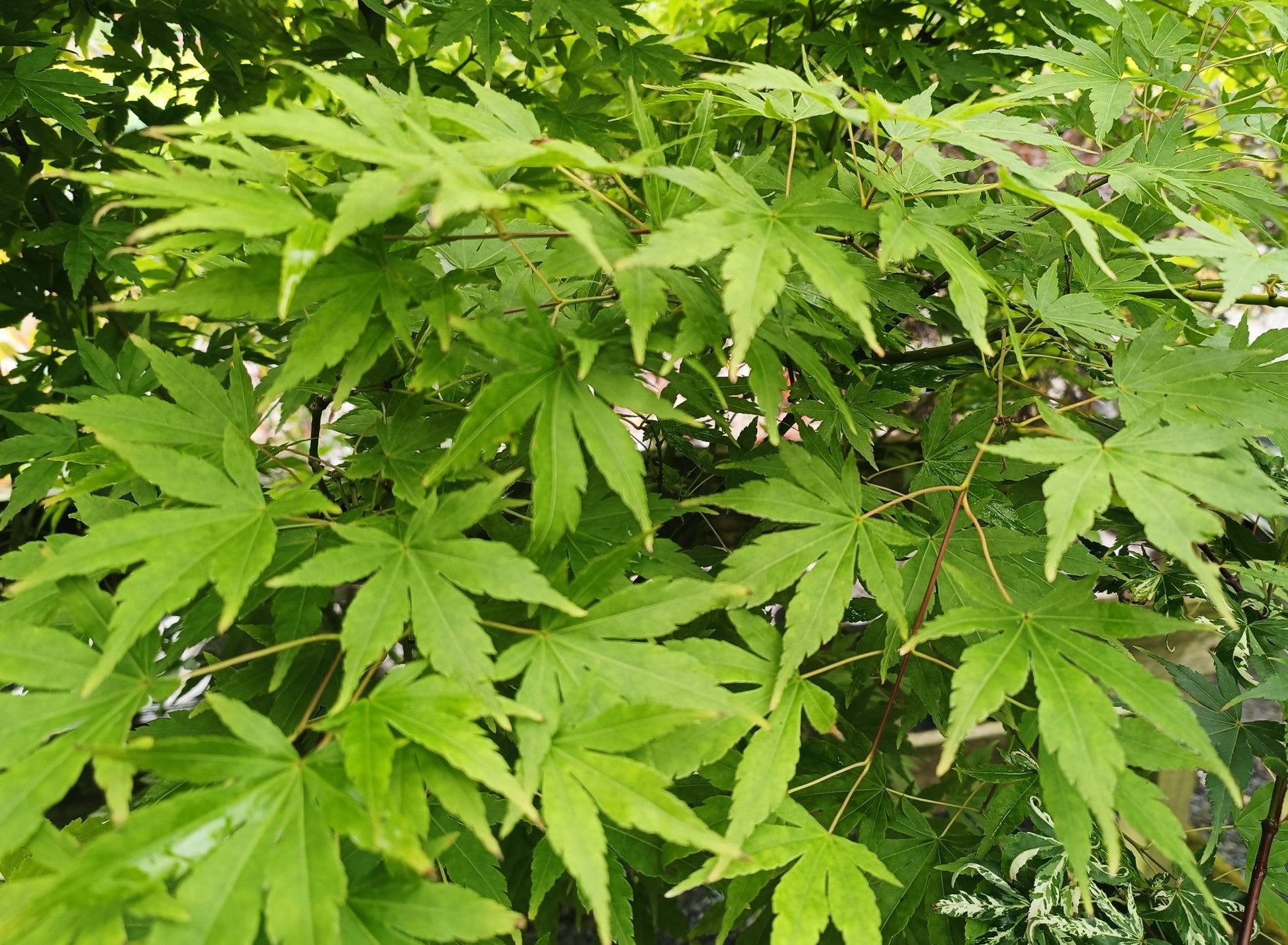 Acer palmatum (Japanese Maple) -25L pot-100-120cm image 0