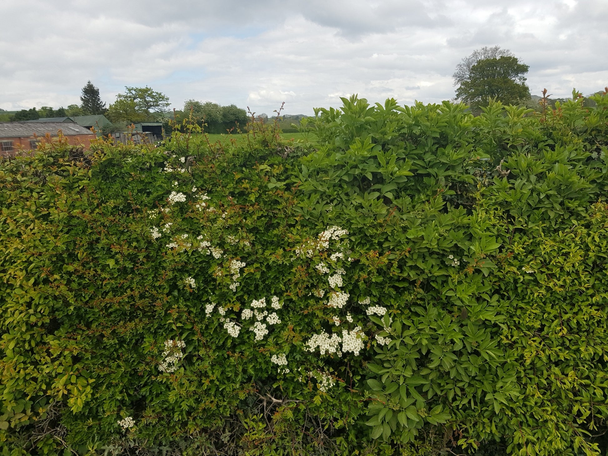 Native Hedge Mix - Bareroot - 60-90cm - 100 plants image 0