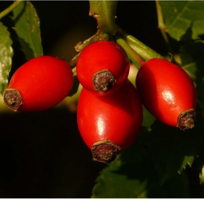Rosa canina (Dog Rose) - Bareroot image 0
