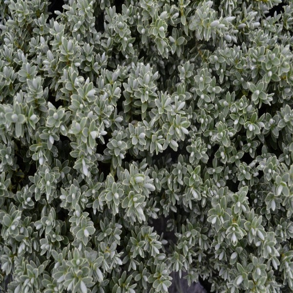 Hebe pinguifolia 'Sutherlandii' - 2L Pot image 0