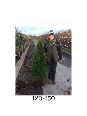 Person holding a small tree in an outdoor setting with a white border.