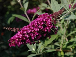 Buddleja davidii 'Royal Red'- 2L pot image 0