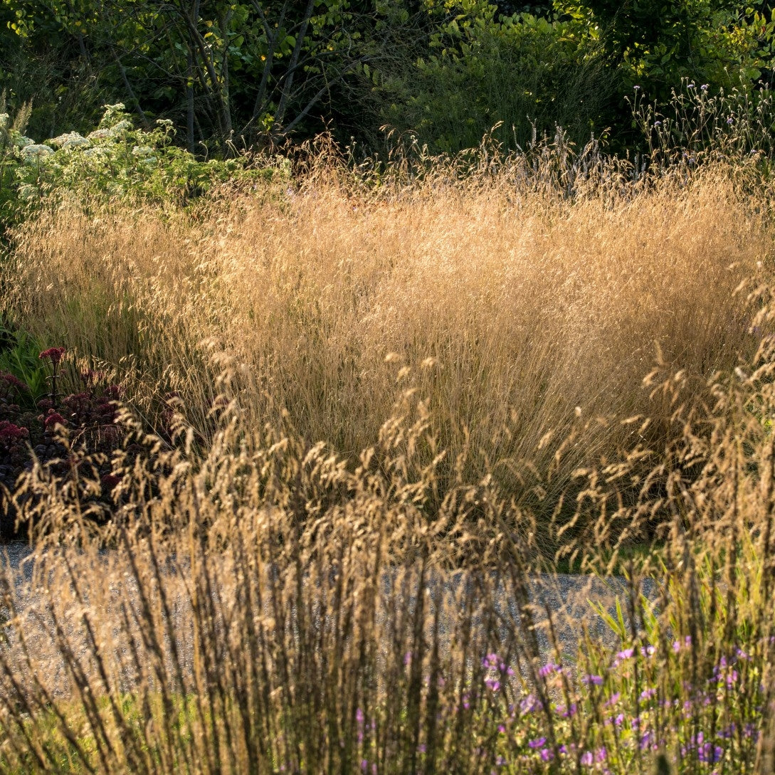 Deschampsia cespitosa 'Goldtau' - 2L Pot image 0