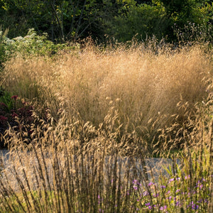 Deschampsia cespitosa 'Goldtau' - 2L Pot image 0