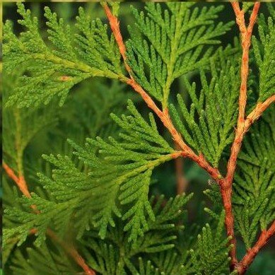 Thuja plicata (Western Red Cedar) - Potted image 0