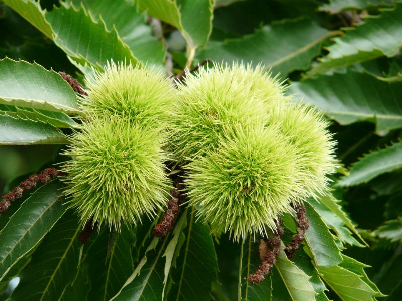 Castanea sativa (Sweet Chestnut) Bare root image 0
