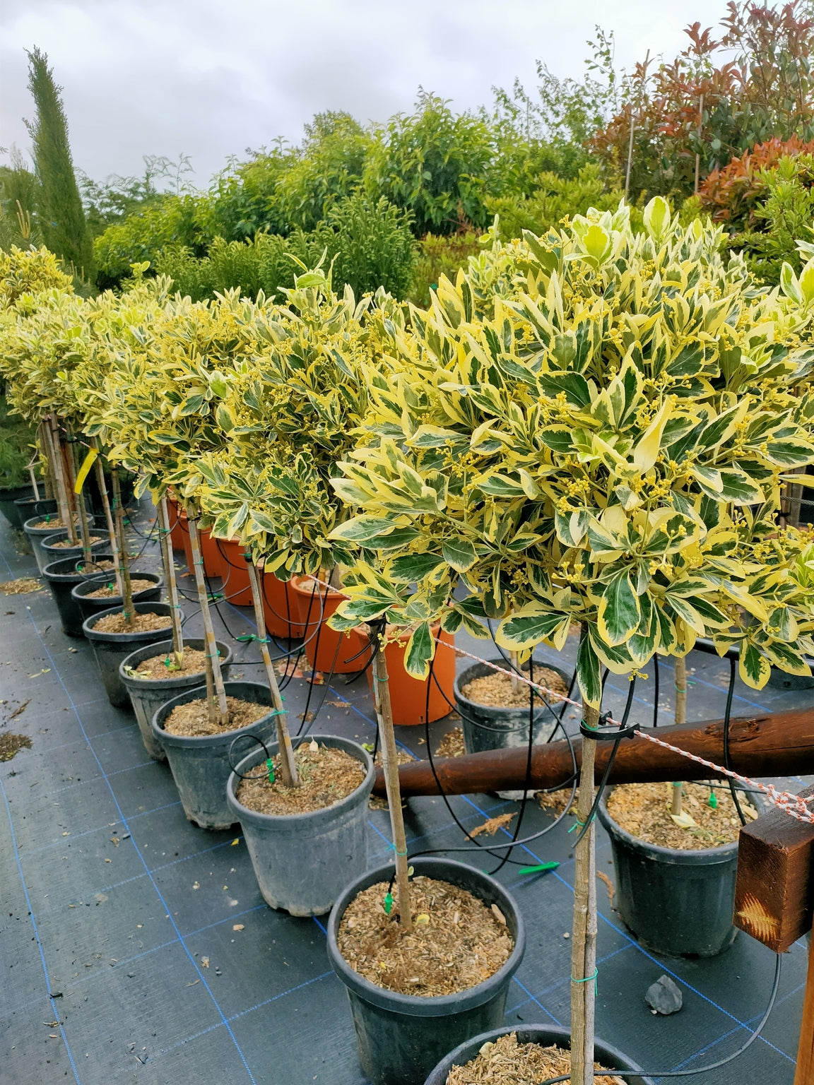 Euonymus japonicus 'Bravo' -1/2 std- Clear stem image 0