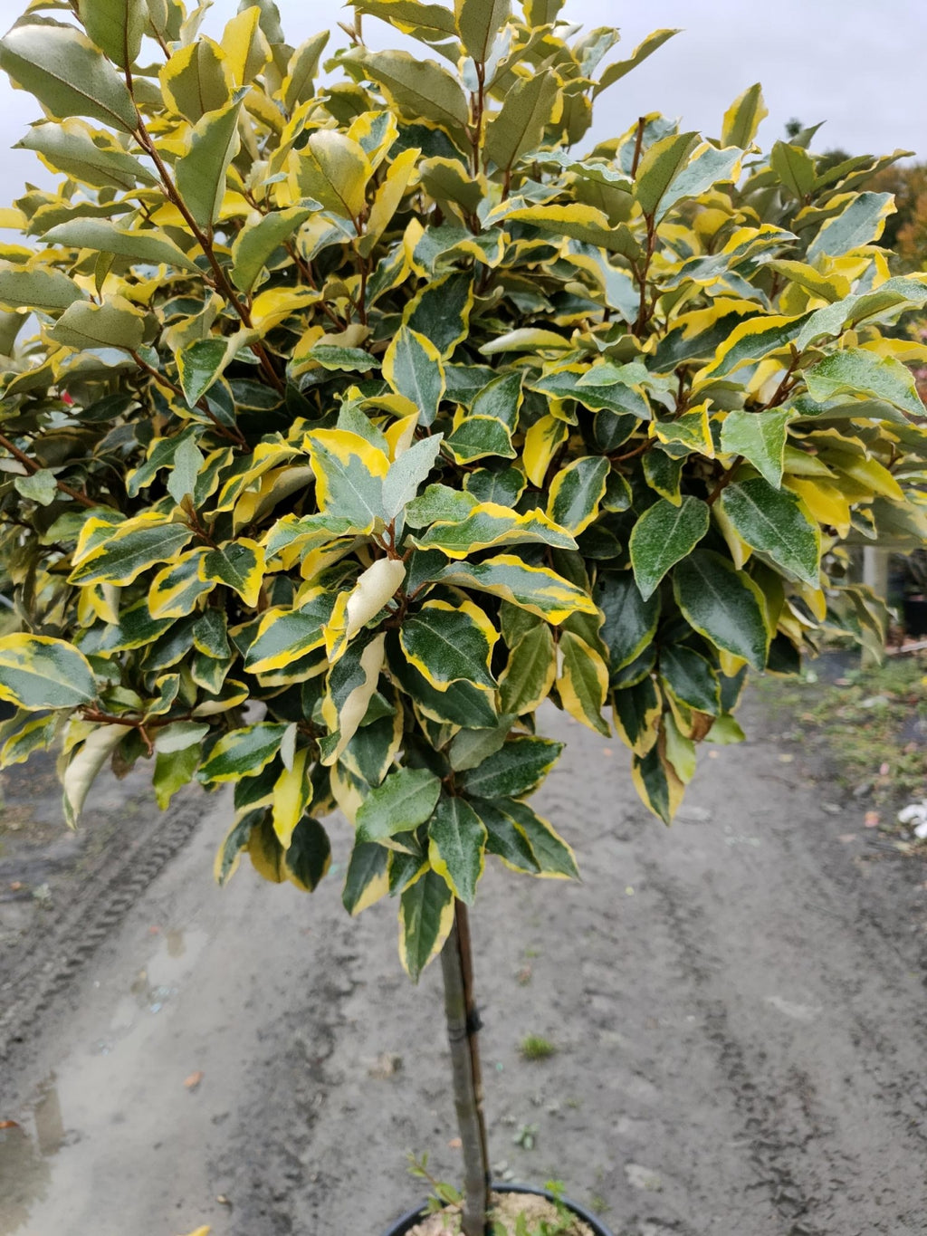Elaeagnus ebbingei 'Gilt Edge' 1/2 std -80-100cm clear stem image 0